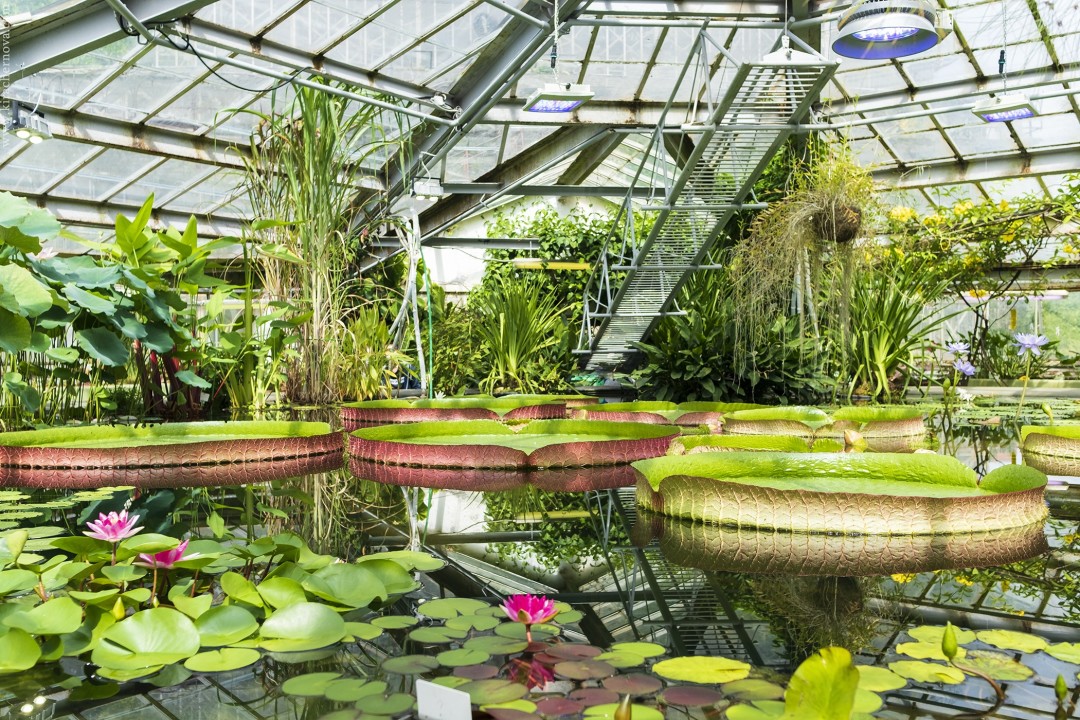 Ботанический сад Петра Великого расскажет о растениях-«иммигрантах»